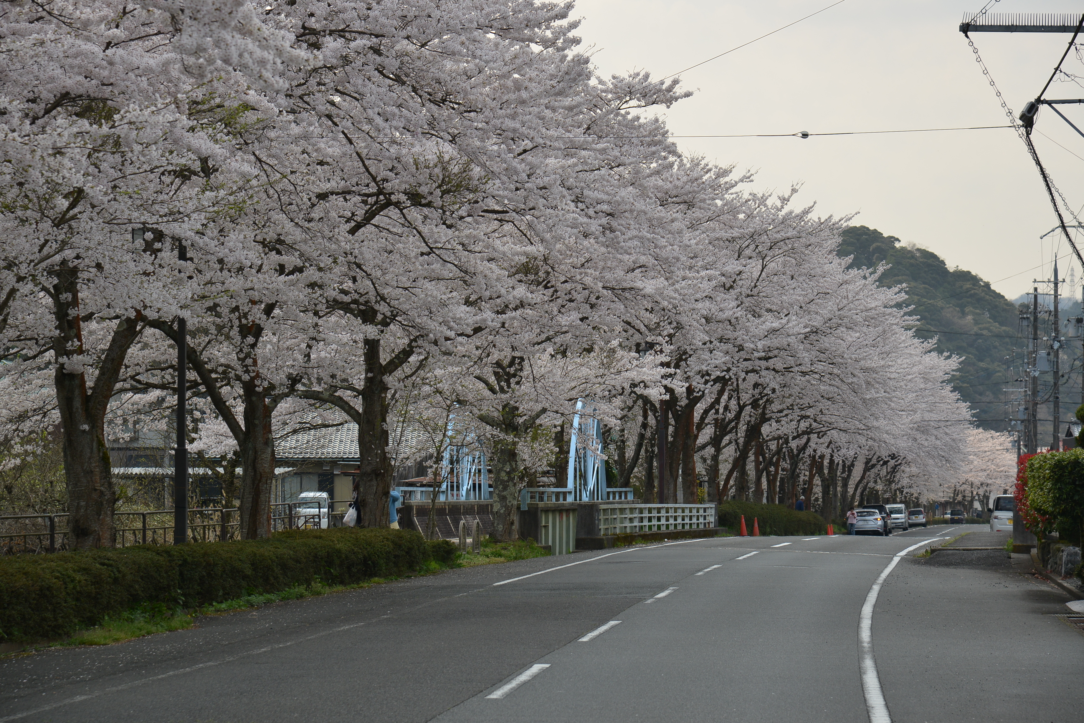 桜　吉野