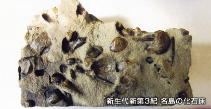新生代第3紀　名島の化石床