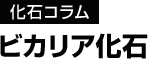 【化石コラム】ビカリア化石