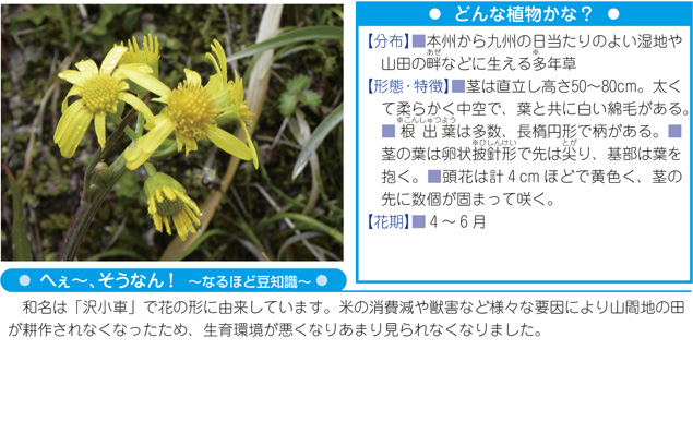 写真・解説