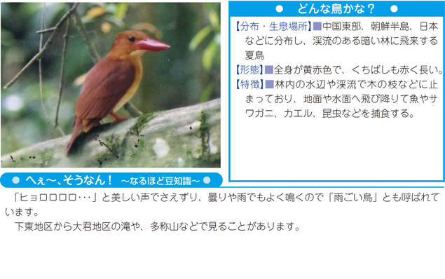 舞鶴の守りたい自然2 舞鶴フィールドミュージアム 舞鶴の自然 動植物 鳥類 アカショウビン