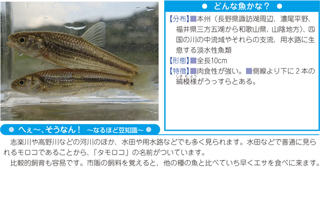 舞鶴の守りたい自然2 舞鶴フィールドミュージアム 舞鶴の自然 動植物 魚類 タモロコ