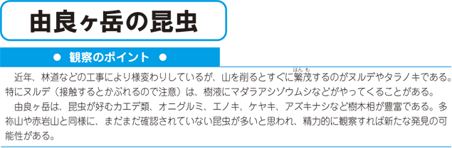 由良ヶ岳の昆虫