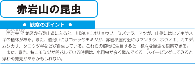 赤岩山の昆虫