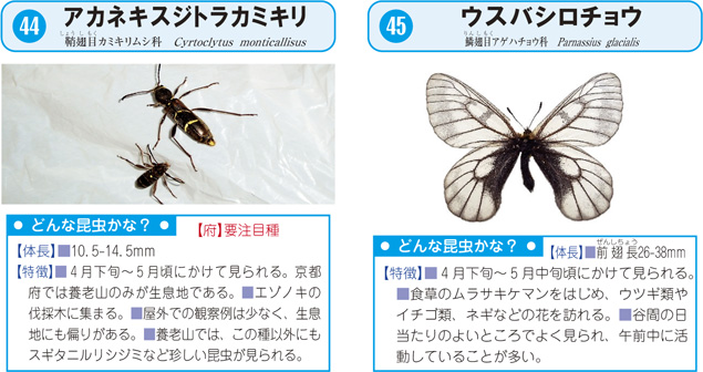 写真・解説