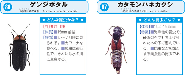 舞鶴の守りたい自然2 舞鶴フィールドミュージアム 舞鶴の自然 動植物 昆虫 その他の昆虫