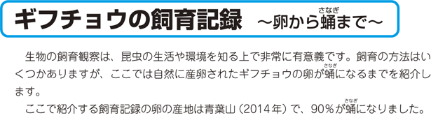 ギフチョウの飼育記録