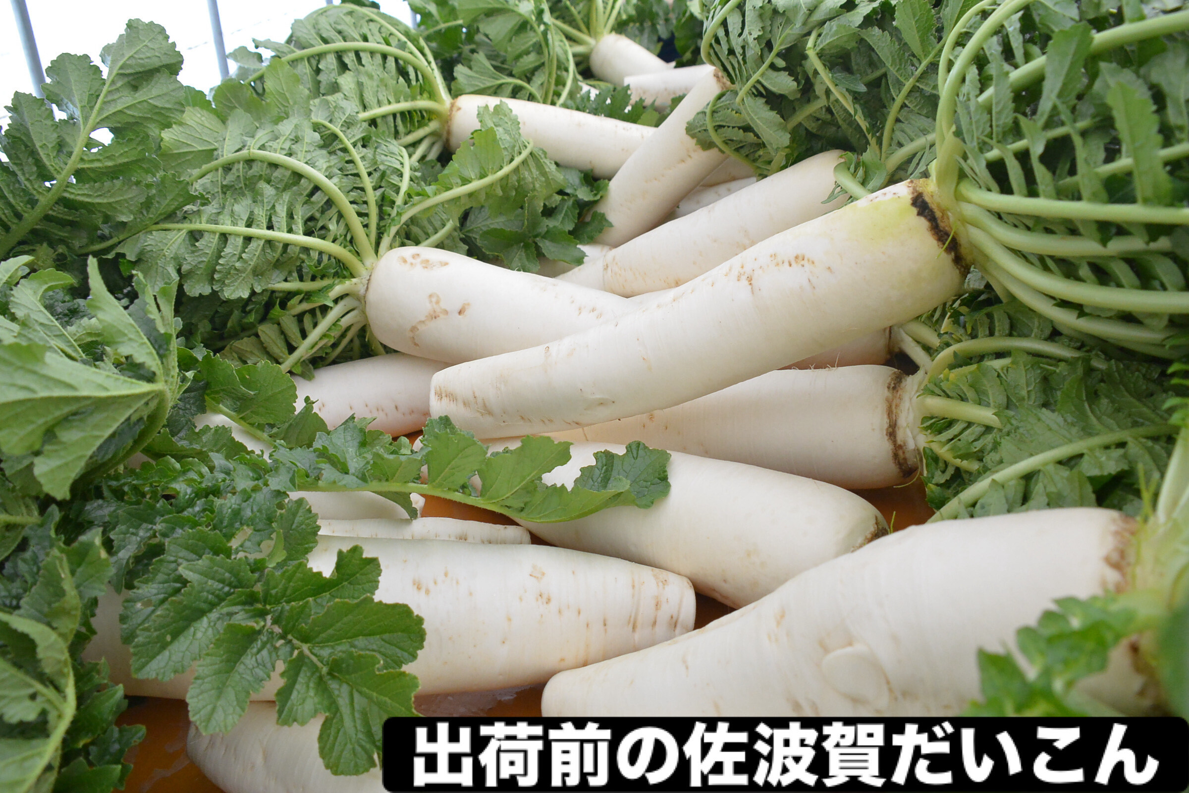 出荷まえの佐波賀だいこん