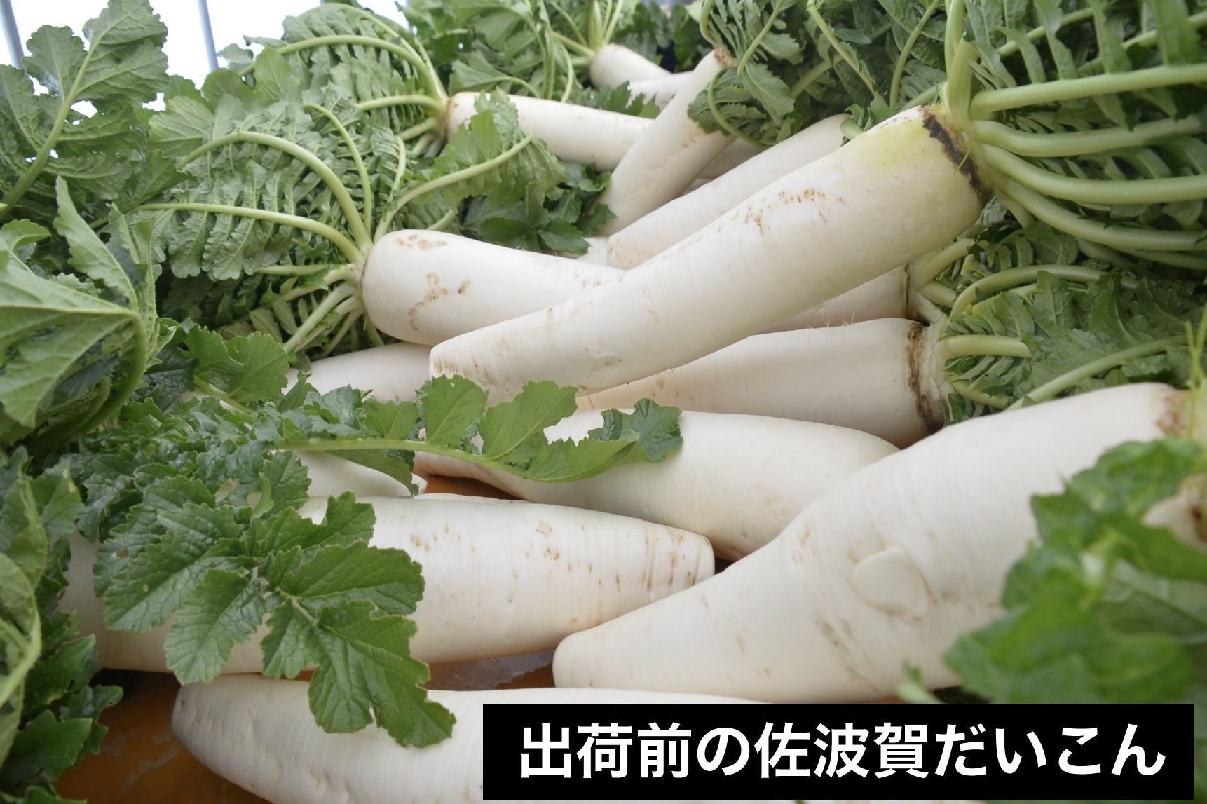 出荷まえの佐波賀だいこん