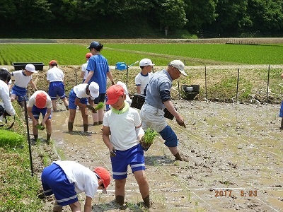 田植え