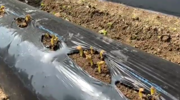 芽が出た