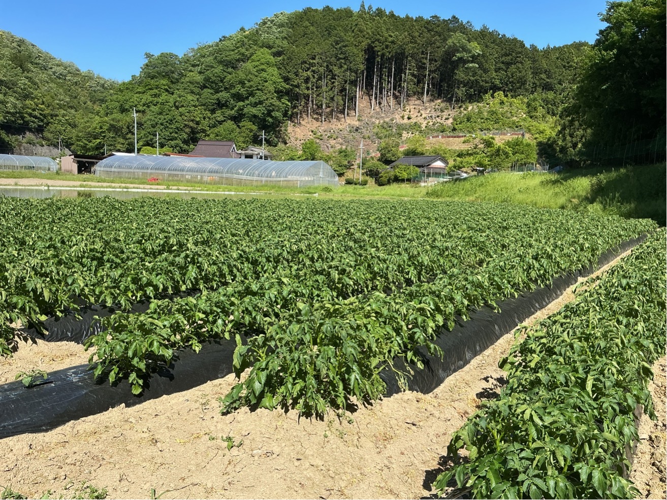 0519葉っぱ全体