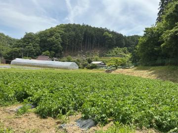 じゃがいもの花2