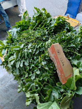 佐波賀大根の葉の写真