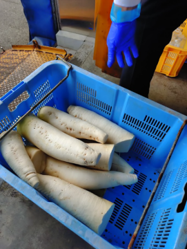 佐波賀大根の写真