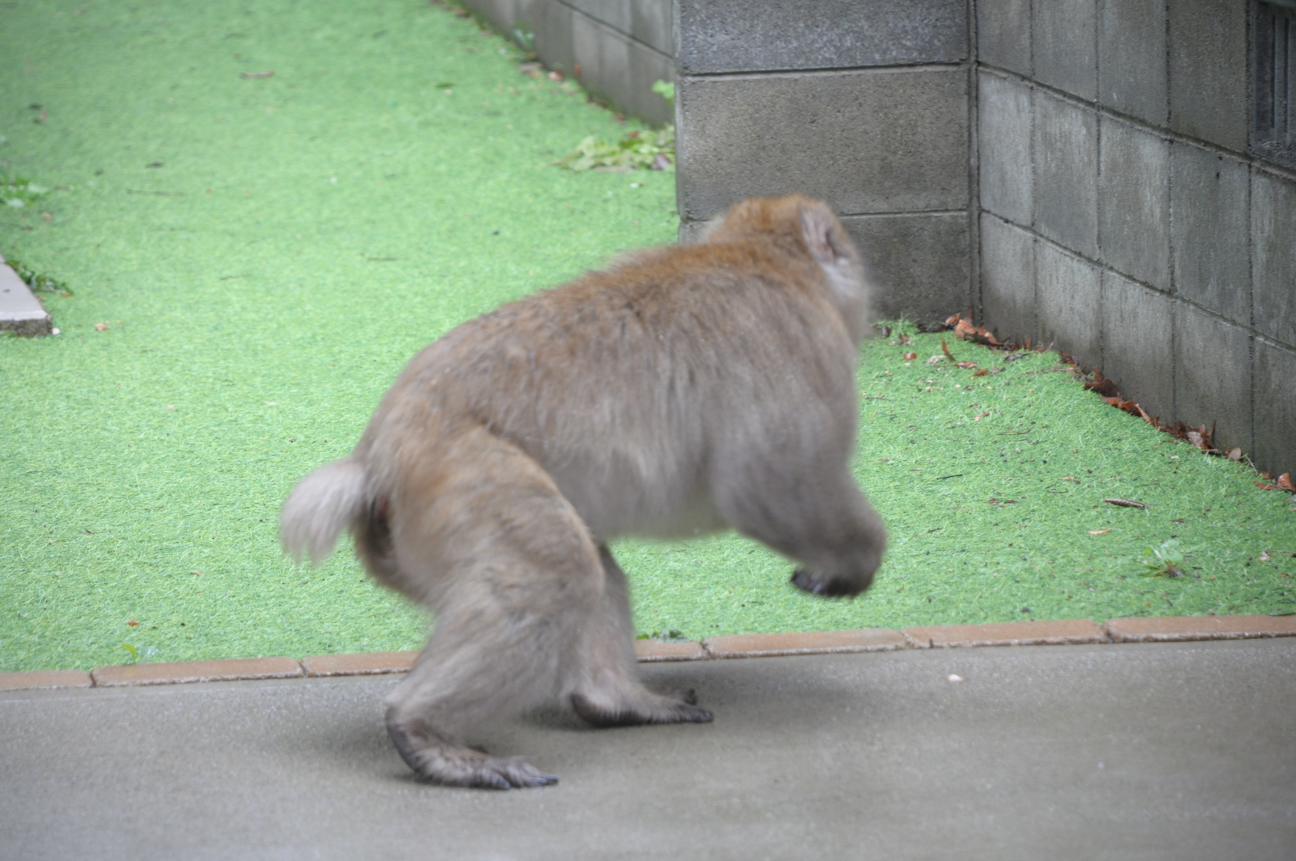 悪いサル