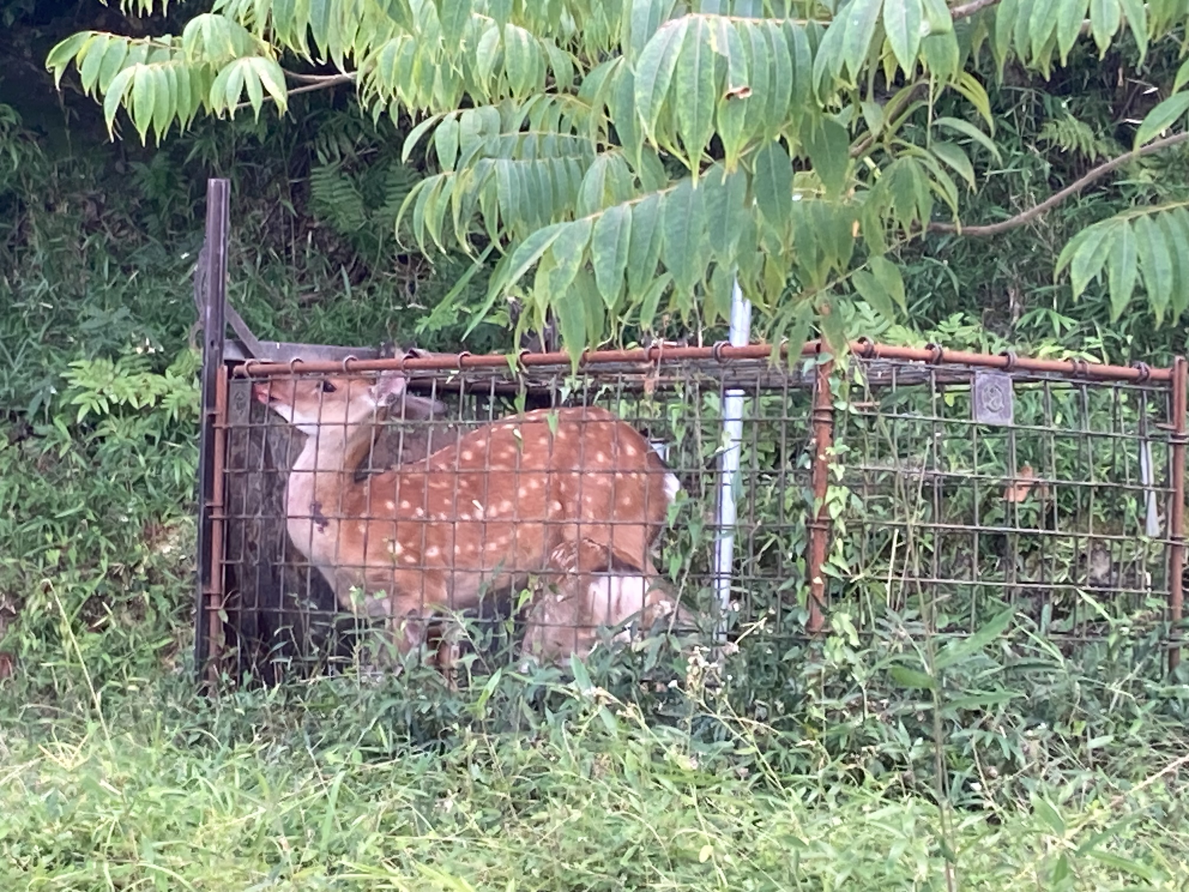 捕獲されたシカ